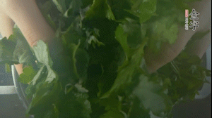 【面皮】1.鍋中水開時(shí)，放挑揀好的艾草和一撮小蘇打，第一遍煮開后倒掉，重新加水大火煮開后，小火煮1小時(shí)。煮爛的艾草用紗布瀝干。