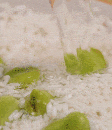 鍋底抹油，將淘洗干凈的大米，加蠶豆、清水，蓋蓋中火煮。