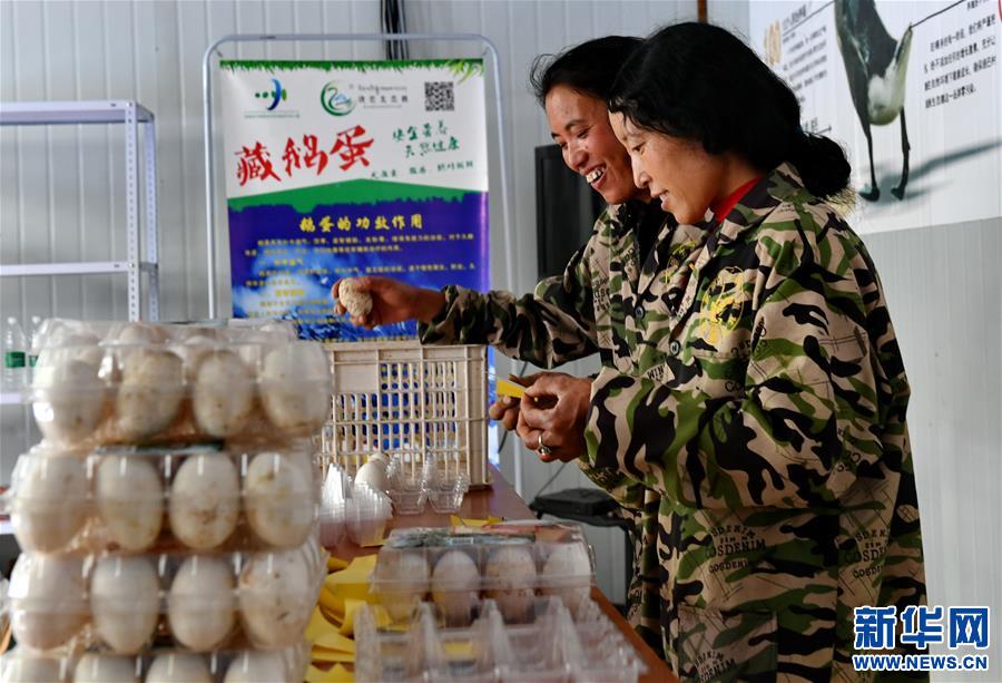 (脫貧攻堅(jiān))(3)西藏昌都:生態(tài)鵝養(yǎng)殖助力脫貧